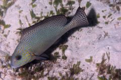 Grunts - Goldspotted Sweetlips - Plectorhinchus flavomaculatus