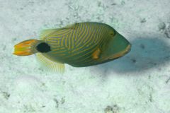 Triggerfish - Orange-striped Triggerfish - Balistapus undulatus