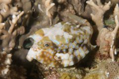 Trunkfish - Thorny-back Cowfish - Lactoria fornasini