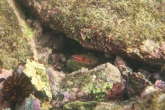 Cardinalfish - Barspot Cardinalfish - Apogon retrosell