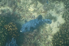 Pufferfish - Guineafowl Puffer - Arothron meleagris