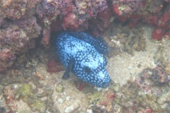 Pufferfish - Guineafowl Puffer - Arothron meleagris