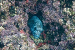 Pufferfish - Guineafowl Puffer - Arothron meleagris