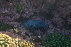 Pufferfish - Guineafowl Puffer - Arothron meleagris