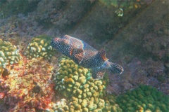 Pufferfish - Guineafowl Puffer - Arothron meleagris