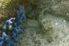  - Whitespotted Puffer - Arothon hispidus