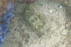 Pufferfish - Whitespotted Puffer - Arothron hispidus