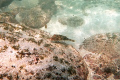  - Longnose Puffer - Sphoeroides lobatus