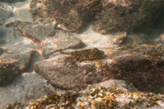  - Longnose Puffer - Sphoeroides lobatus