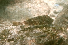  - Longnose Puffer - Sphoeroides lobatus