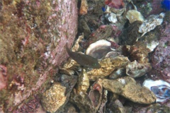 Pufferfish - Spotted Sharpnose Puffer - Canthigaster punctatissima