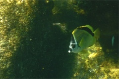 Butterflyfish - Barberfish Butterfly - Johnrandallia nigrirostris