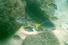 Butterflyfish - Barberfish Butterfly - Johnrandallia nigrirostris