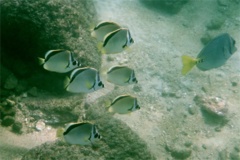 Butterflyfish - Barberfish Butterfly - Johnrandallia nigrirostris