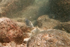 Damselfish - Mexican Night Major - Abudefduf declivifrons