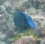 Surgeonfish - Blue Tang - Acanthurus coeruleus