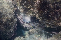 Damselfish - Acapulco Damselfish - Stegastes acapulcoensis