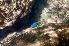 Damselfish - Giant Damselfish - Microspathodon dorsalis