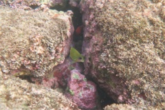 Damselfish - Giant Damselfish - Microspathodon dorsalis