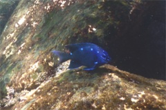 Damselfish - Giant Damselfish - Microspathodon dorsalis