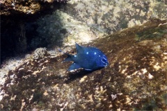 Damselfish - Giant Damselfish - Microspathodon dorsalis