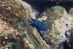 Damselfish - Giant Damselfish - Microspathodon dorsalis