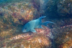 Damselfish - Giant Damselfish - Microspathodon dorsalis