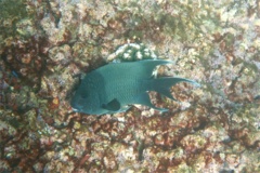 Damselfish - Giant Damselfish - Microspathodon dorsalis