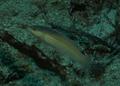 Wrasse - Yellowhead Wrasse - Halichoeres garnoti