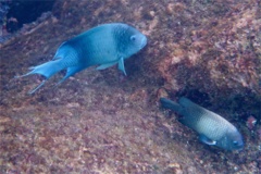 Damselfish - Giant Damselfish - Microspathodon dorsalis