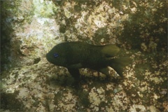 Damselfish - Bumphead Damselfish - Microspathodon bairdii