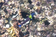 Wrasse - Cortez Wrasse - Thallassoma lucasanum