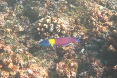 Wrasse - Cortez Wrasse - Thallassoma lucasanum