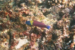 Wrasse - Cortez Wrasse - Thallassoma lucasanum