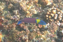 Wrasse - Cortez Wrasse - Thallassoma lucasanum