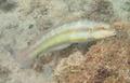 Wrasse - Slippery Dick - Halichoeres bivittatus