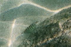 Wrasse - Banded Wrasse - Halichoeres notospilus