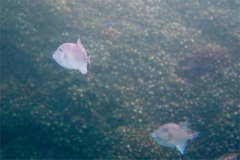 Triggerfish - Finescale Triggerfish - Balistes polylepsis