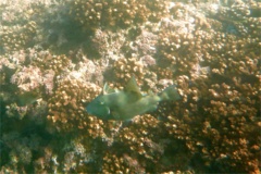 Triggerfish - Finescale Triggerfish - Balistes polylepsis