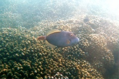 Filefish - Barred Filefish - Cantherhines dumerili