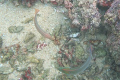 Wrasse - Chameleon Wrasse - Halichoeres dispilus