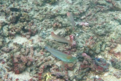 Wrasse - Chameleon Wrasse - Halichoeres dispilus