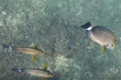 Surgeonfish - Yellowfin Surgeonfish - Acanthurus xanthopterus