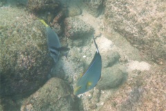 Surgeonfish - Yellowfin Surgeonfish - Acanthurus xanthopterus