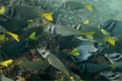 Surgeonfish - Razor Surgeonfish - Prionurus laticlavius