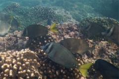 Surgeonfish - Razor Surgeonfish - Prionurus laticlavius