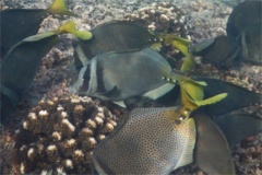 Surgeonfish - Razor Surgeonfish - Prionurus laticlavius