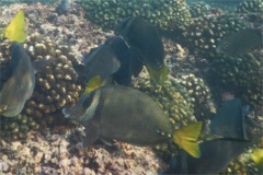 Surgeonfish - Yellowtail Surgeonfish - Prionurus punctatus