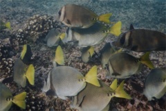 Surgeonfish - Yellowtail Surgeonfish - Prionurus punctatus