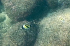 Surgeonfish - Moorish Idol - Zanclus cornutus